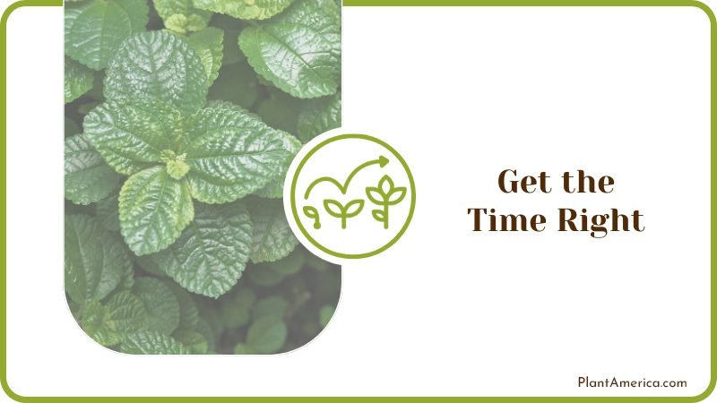 Right Time of Propagating Plant America