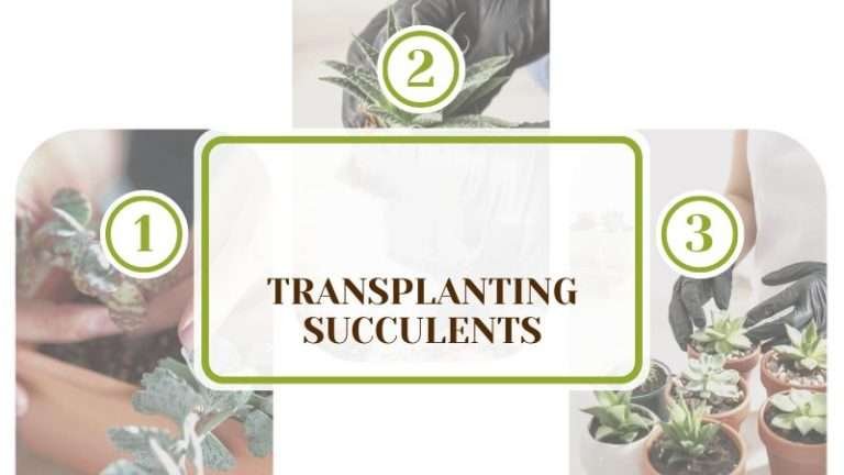 Transplanting Succulents: How To Do It the Right Way - Plant America