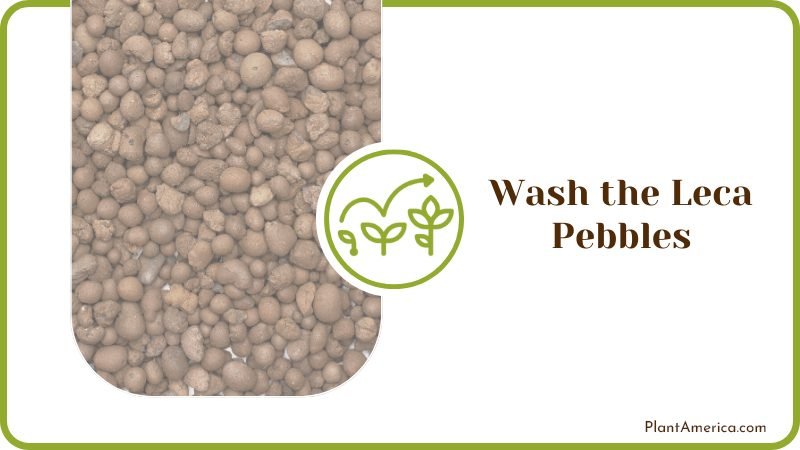 Rinse the Clay Pebbles Thoroughly Plant America