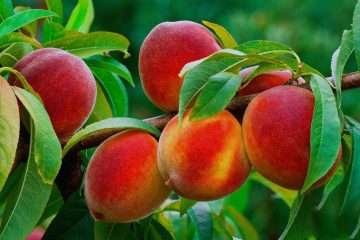 How to Tell if a Peach Is Ripe and Ready to Be Picked: Easy Signs ...