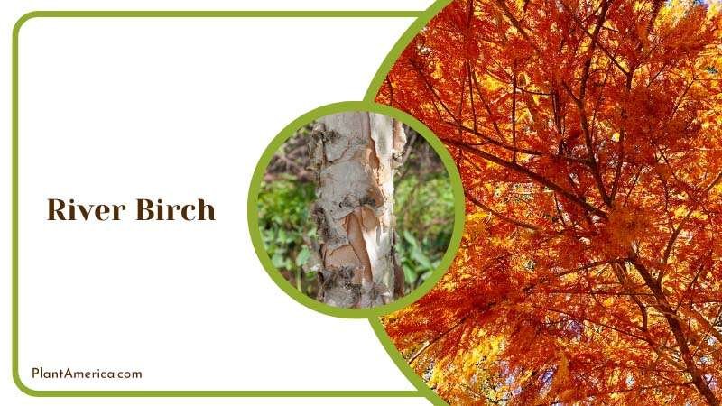 River Birch Shade Tree Plant America