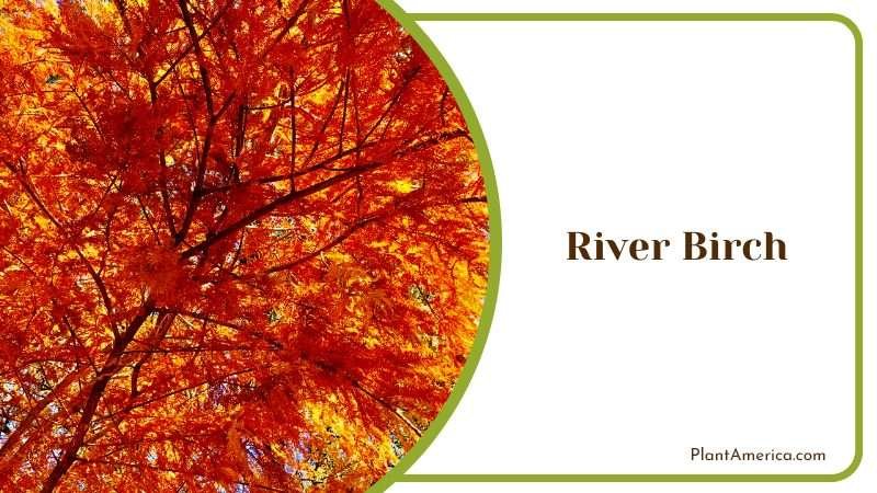 River Birch Tree in Autumn PlantAmerica
