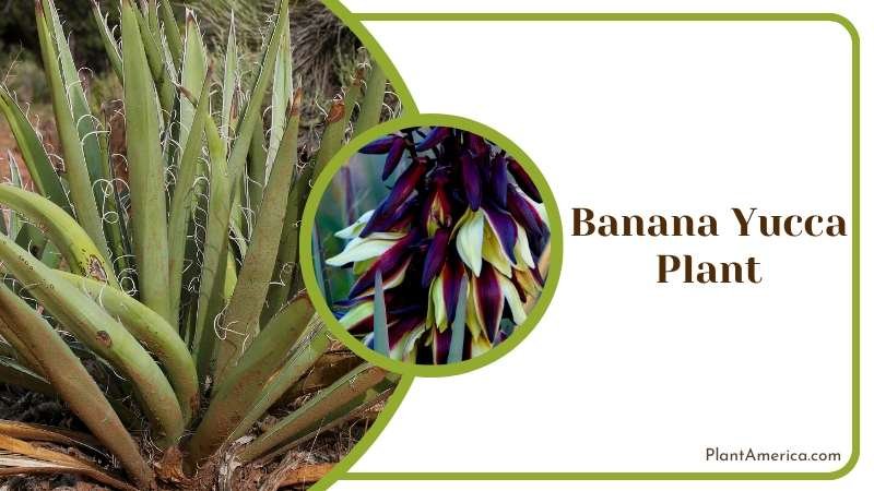 Robust Banana Yucca Plant Plant America
