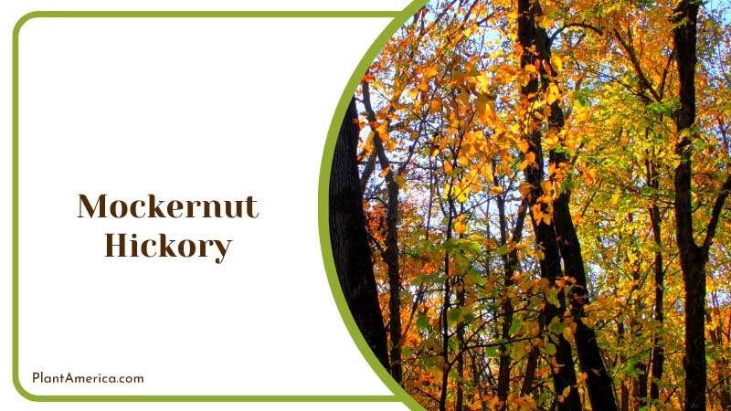 Robust Mockernut Hickory Plant America