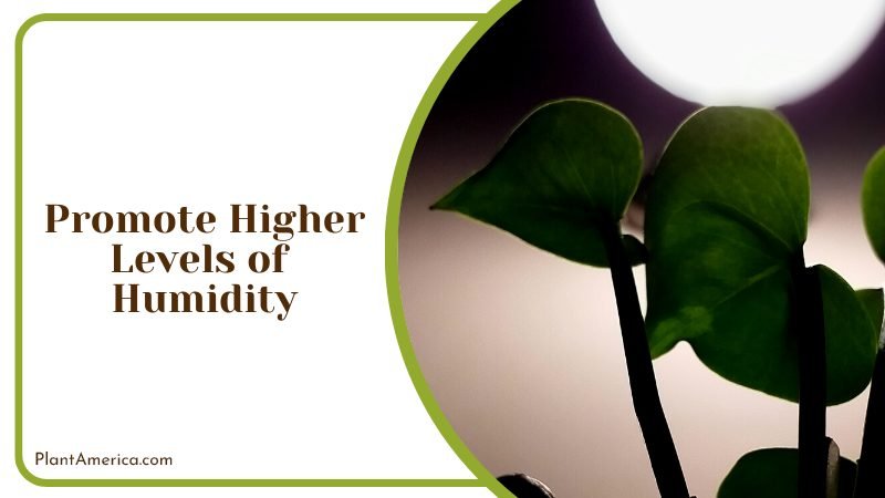 Role of Humidity in Plant Health Plant America
