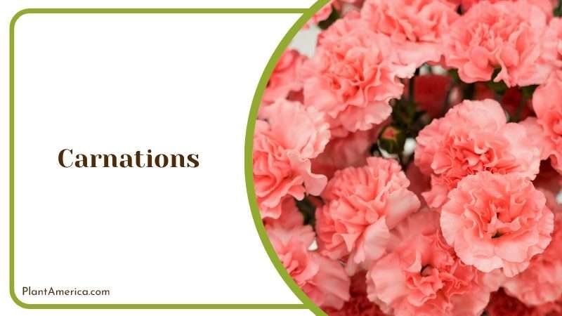 Romantic Pink Carnations