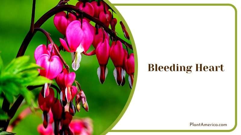 Romantic and Delicate Flowering Plant PlantAmerica Romantic and Delicate Flowering Plant PlantAmerica