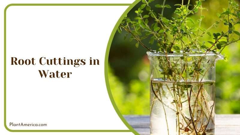 Root Cuttings Propagated in Water PlantAmerica Root Cuttings Propagated in Water PlantAmerica