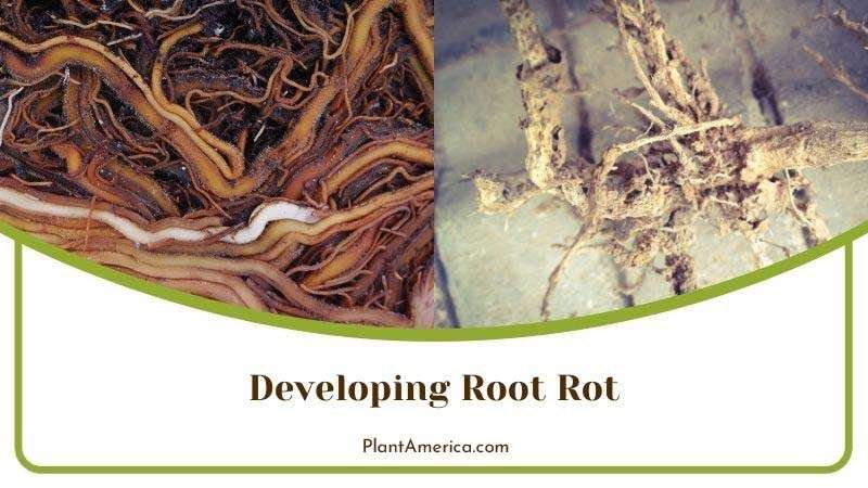 Katerina More Plants/Collage Image Developing Root Rot