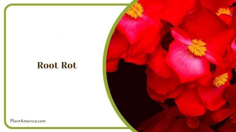 Root Rot Issue in Begonia ~ Plant America
