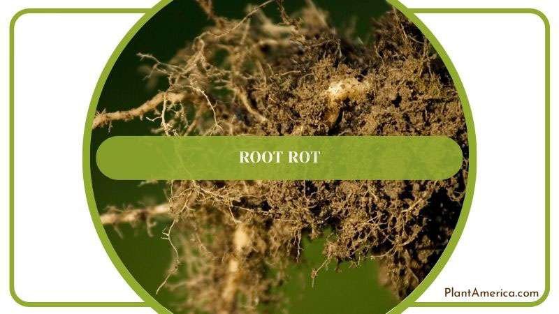 Root Rot ~ PlantAmerica