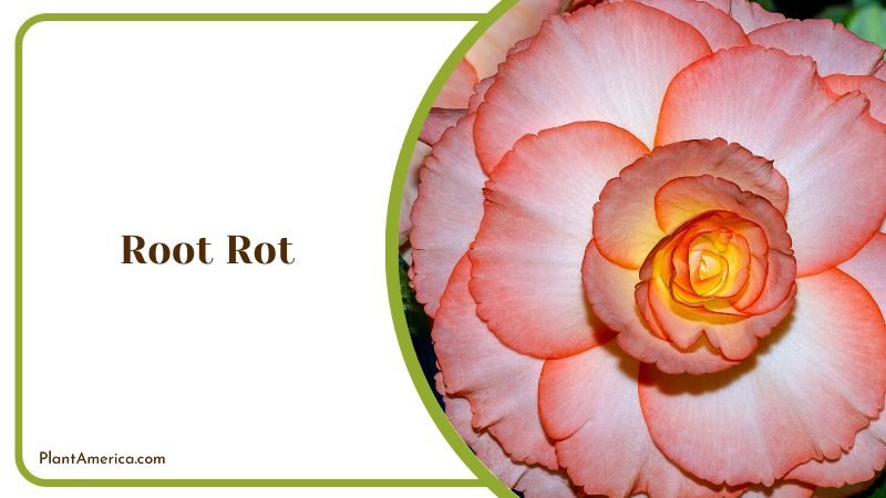 Root Rot Problem ~ PlantAmerica