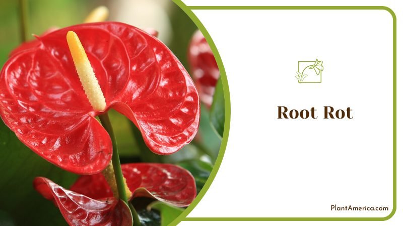Root Rot Problem ~ PlantAmerica