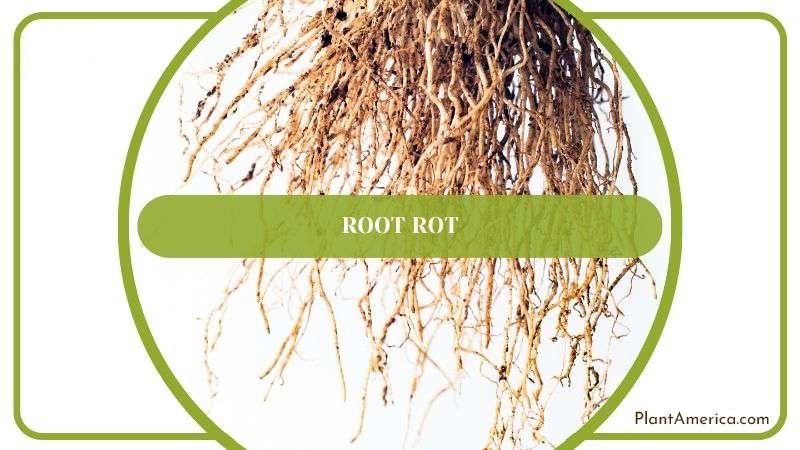 Root Rot in Cactus Plant Plant America