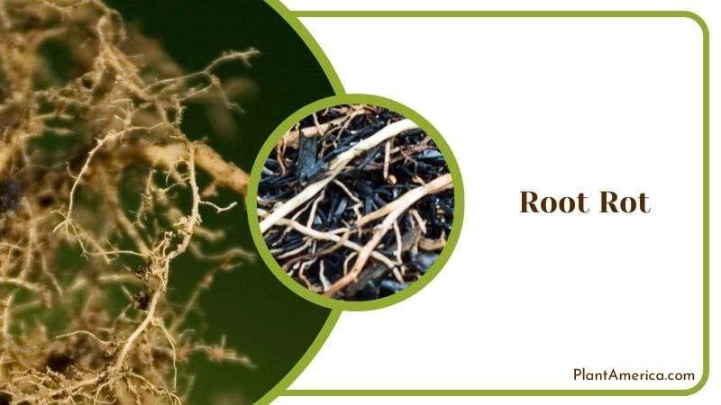 Root Rot in Crocodile Fern Plant America