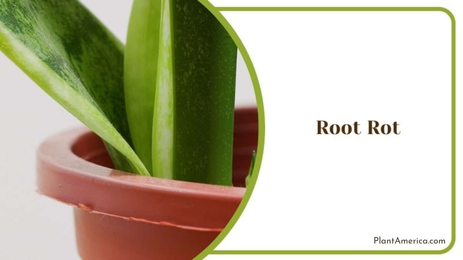 Root Rot in Trifasciata Plant Plant America Root Rot in Trifasciata Plant Plant America