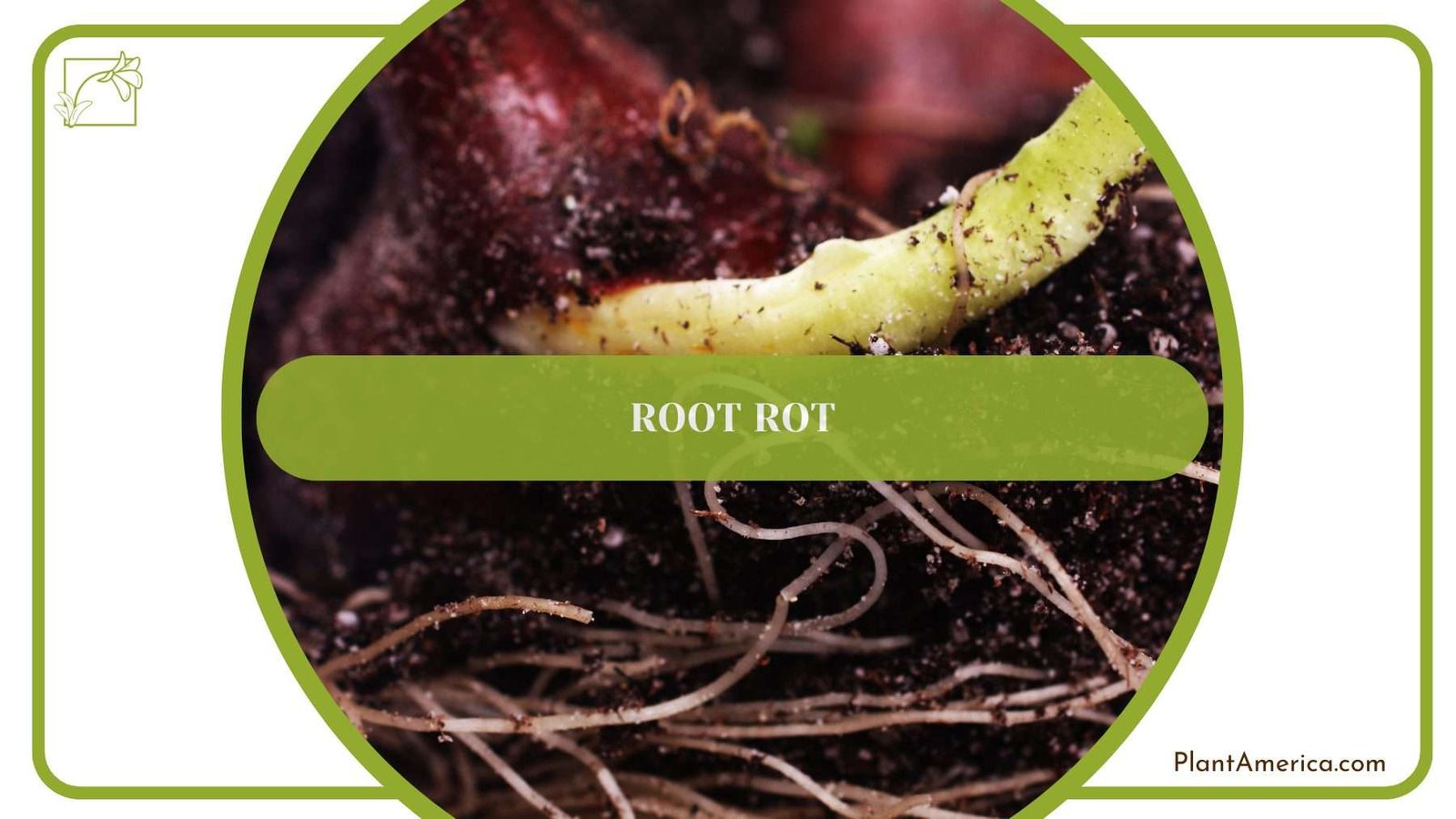 Root Rot of Plumosa Fern PlantAmerica