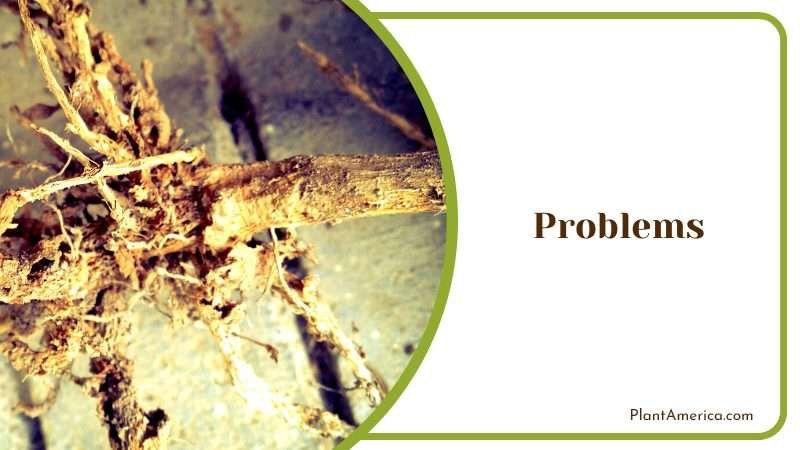 Root Rot of the Plant Problem Plant America Root Rot of the Plant Problem Plant America