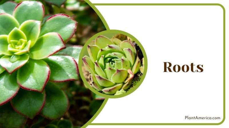 Root System of the Echeveria Agavoides Plant America