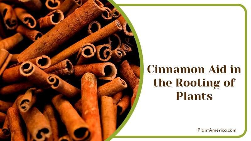 Rooting Benefits of Cinnamon for Plants PlantAmerica Rooting Benefits of Cinnamon for Plants PlantAmerica