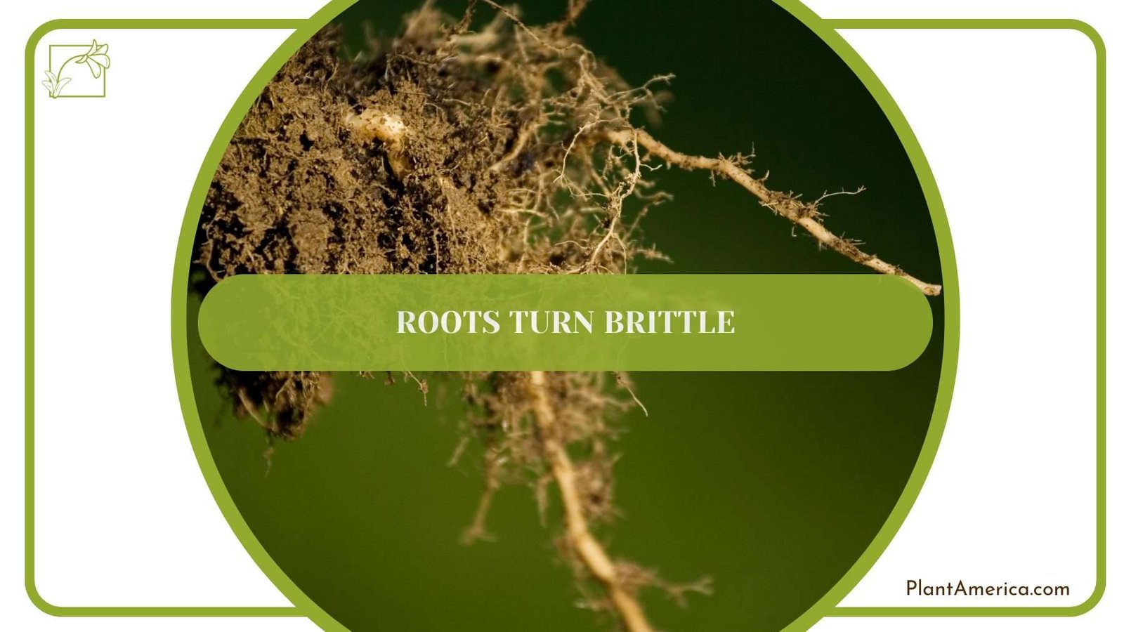 Roots Turn Brittle PlantAmerica Roots Turn Brittle PlantAmerica