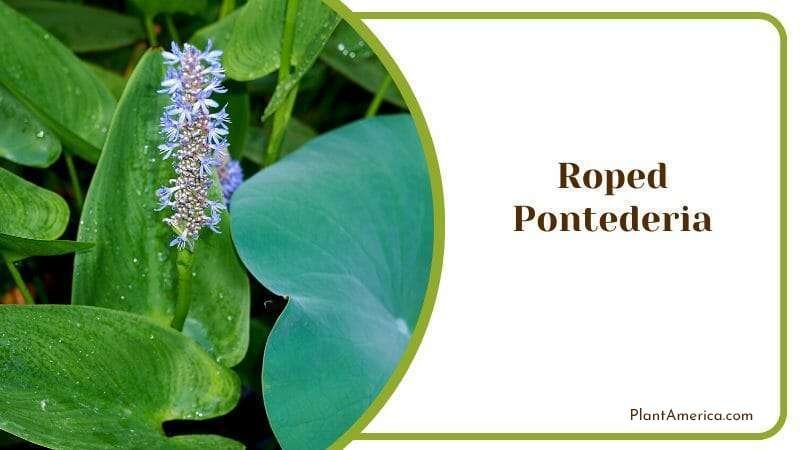 Roped Pontederia Flower Spike Violet Flower Found in Water Environment Plant America