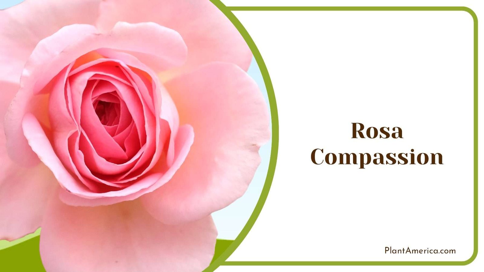 Rosa Compassion Plant America