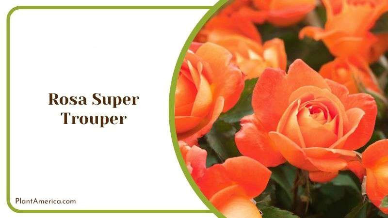 Rosa Super Trouper Plant America Rosa Super Trouper Plant America