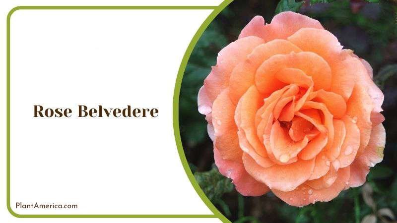 Rose Belvedere Plant America Rose Belvedere Plant America