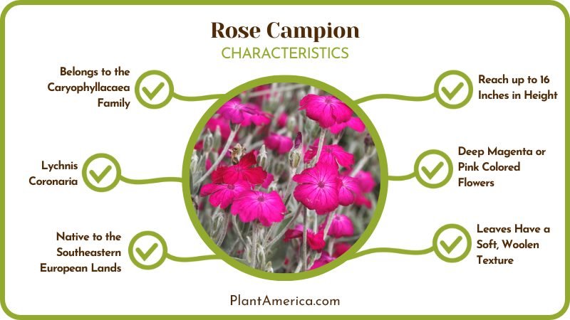 Rose Campion Overview Plant America