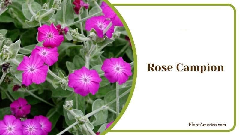 Rose Campion PlantAmerica Rose Campion PlantAmerica