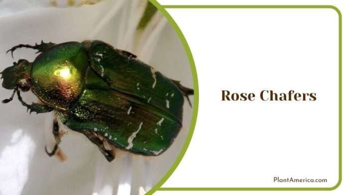 What Is Eating My Rose Buds? Identify and Eliminate Pests - Plant America
