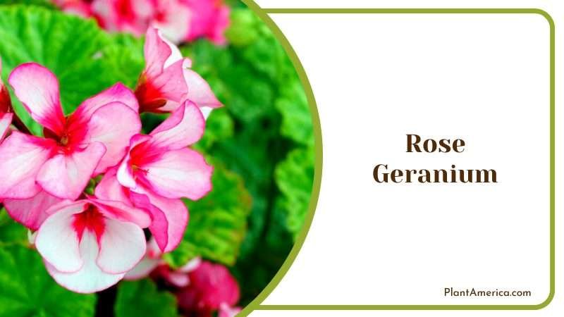 Rose Geranium Flowers in Plants Plant America