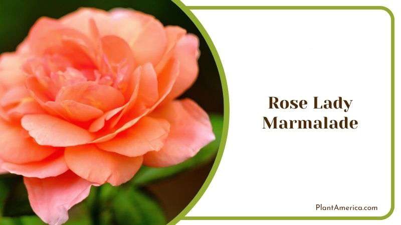 Rose Lady Marmalade Plant America Rose Lady Marmalade Plant America