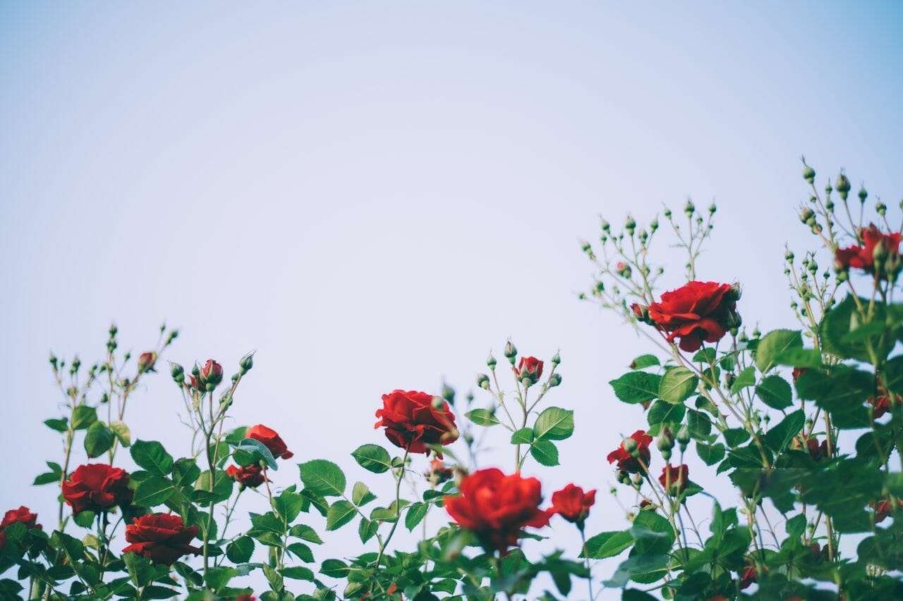 Rose Plant America