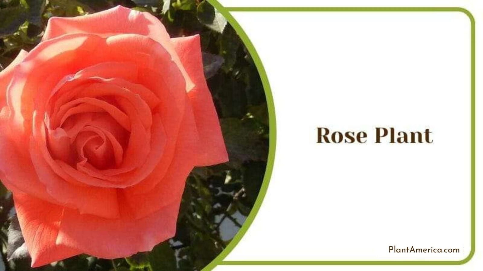 Rose Plant with Big Flower Plant America