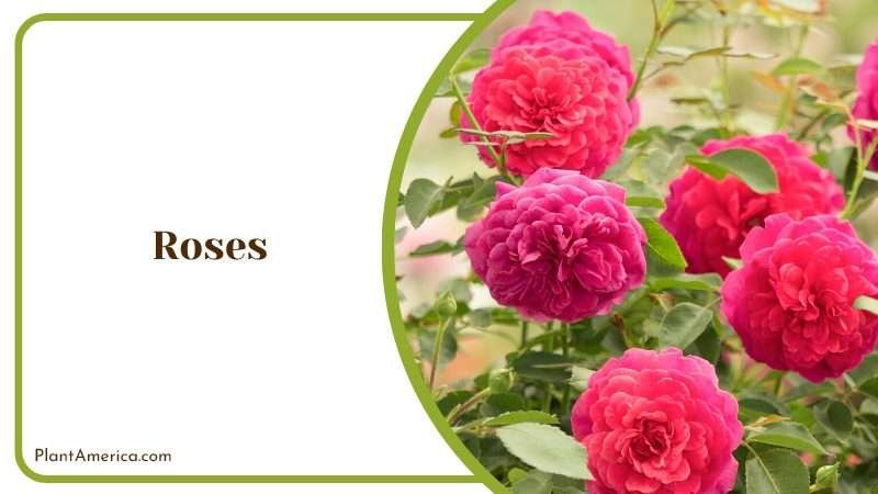Rose bushes are ornamental plants PlantAmerica