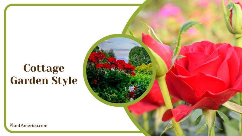Rose in Cottage Garden Plant America
