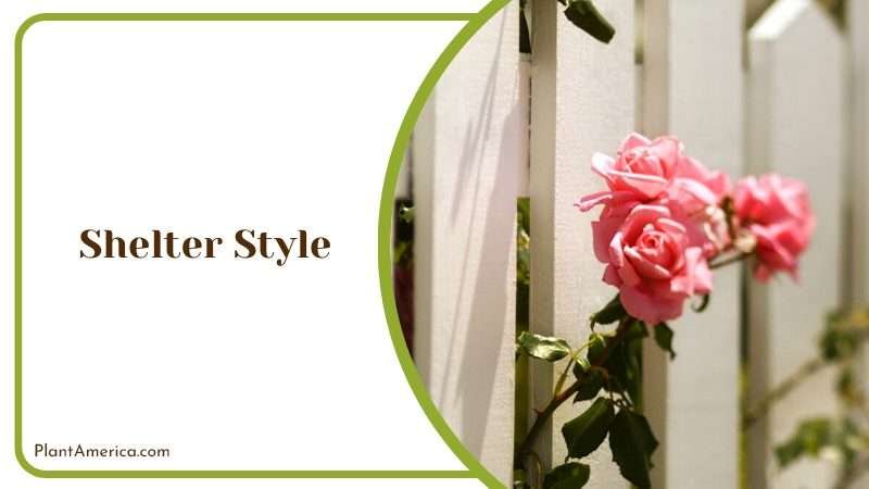 Rose in Shelter Plant America