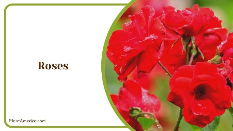 Rose is a Perennial Flowering Plant PlantAmerica