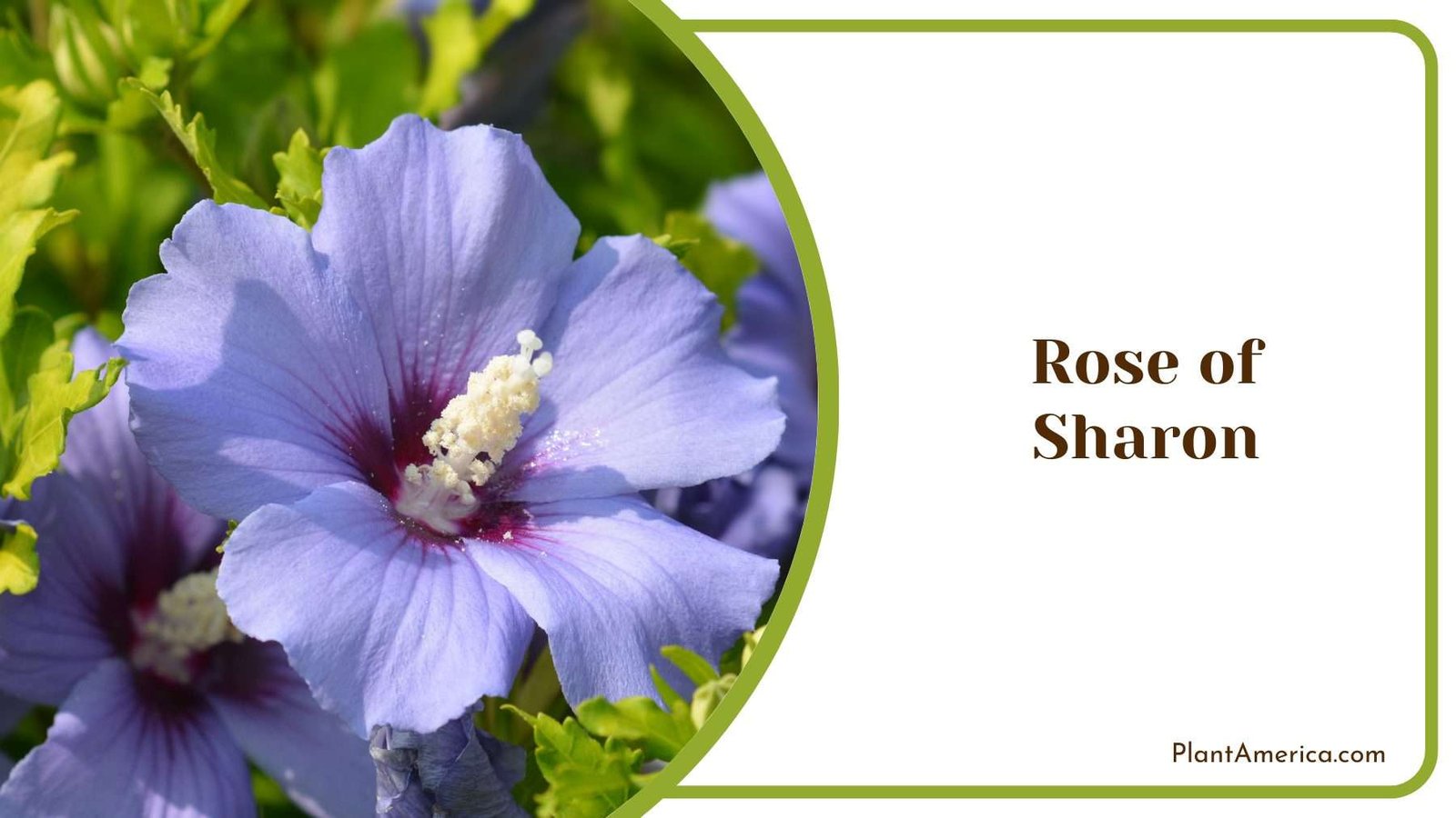 Rose of Sharon Plant America 1 Rose of Sharon Plant America 1