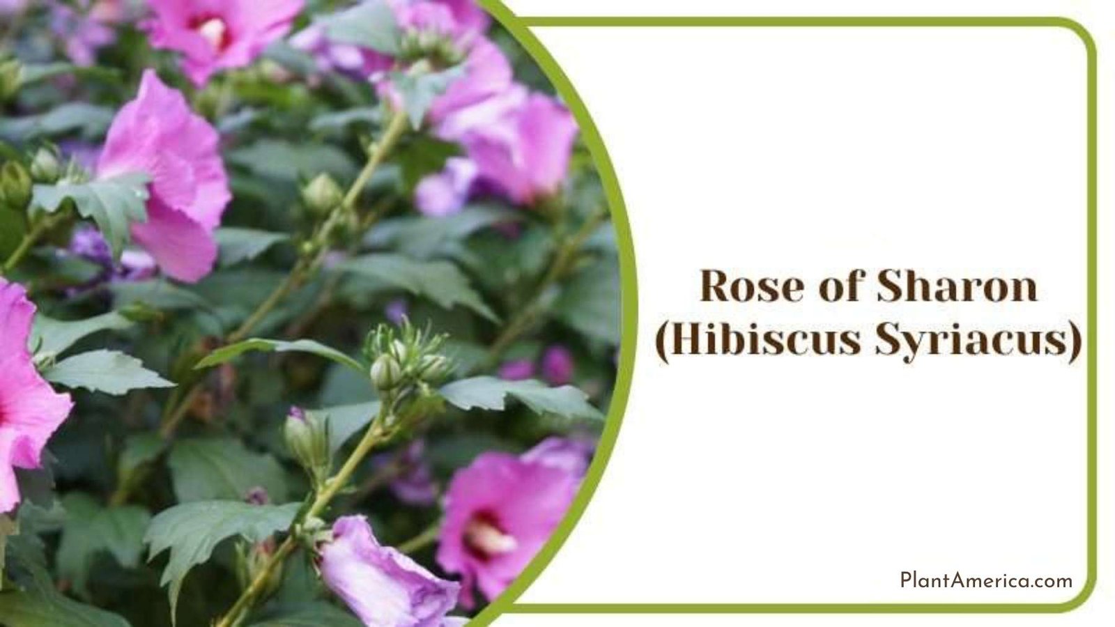 Rose of Sharon Plant America Rose of Sharon Plant America