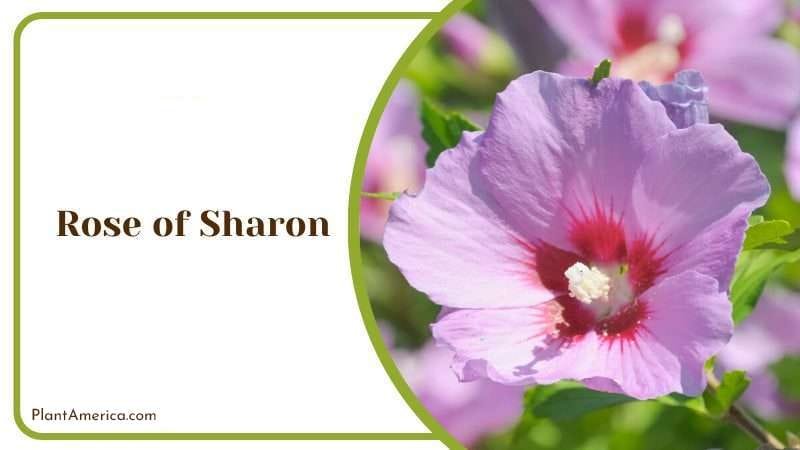 Rose of Sharon PlantAmerica Rose of Sharon PlantAmerica