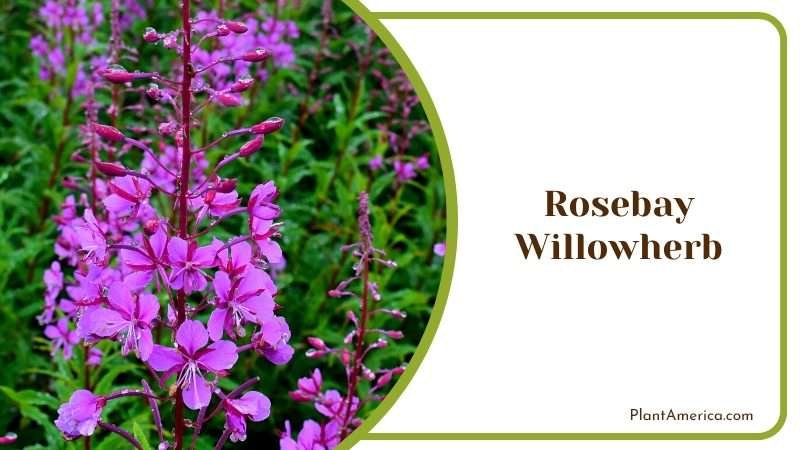 Rosebay Willowherb Wildflower Plant America
