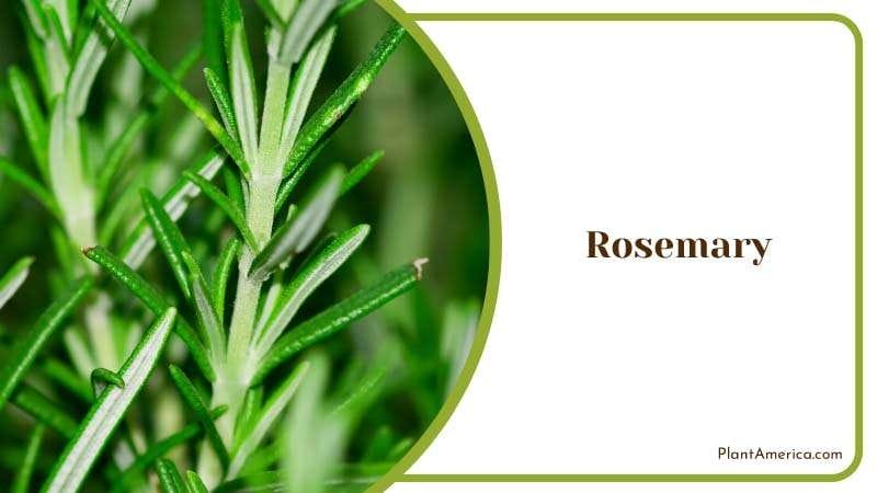 Rosemary Fighting Herb Plant PlantAmerica
