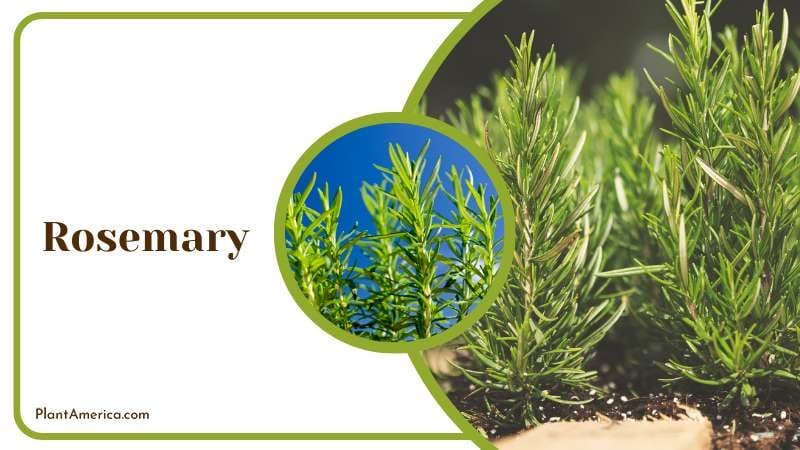 Rosemary Growing Conditions Plant America
