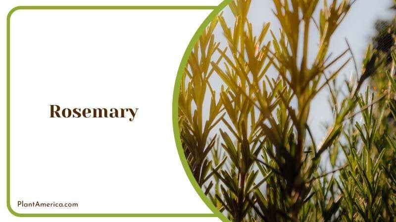 Rosemary Growing Outside PlantAmerica