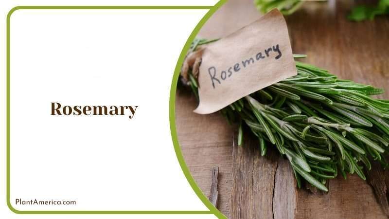Rosemary Herb PlantAmerica