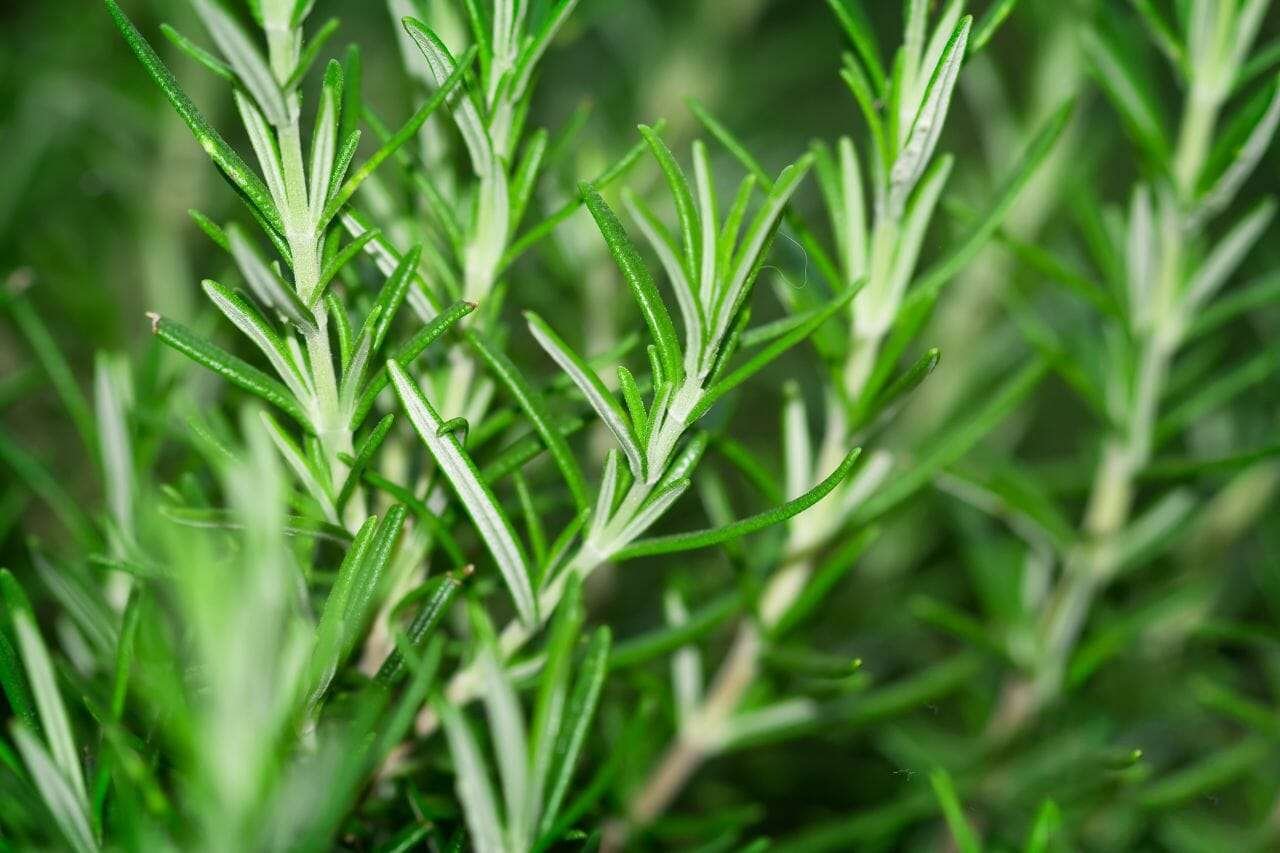 Rosemary Plant America