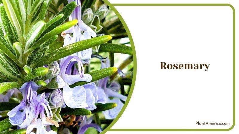 Rosemary PlantAmerica